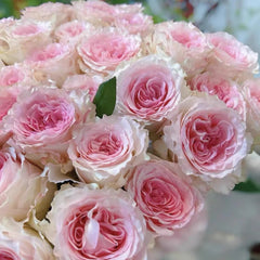 Goddess of the Luo River Rose