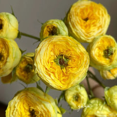 Golden Trendsetter rose-金色潮流|Netherlands Cut Rose