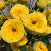 Golden Trendsetter rose-金色潮流|Netherlands Cut Rose