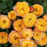 Golden Vuvuzela Rose