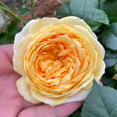 Golden chippendale rose