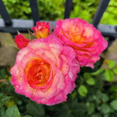 Gorgeous Rose