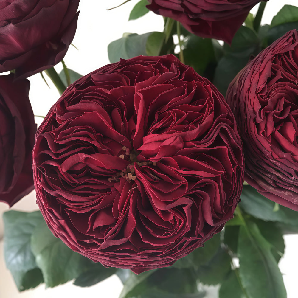 Grand jubilee rose