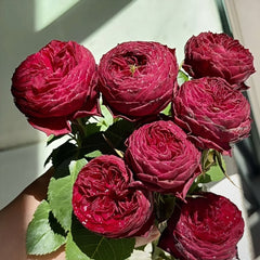 Grand jubilee rose