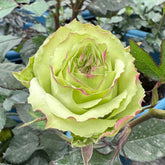 Green Fashion Rose