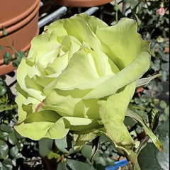 Green Fashion Rose