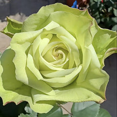 Green Fashion Rose