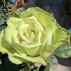 Green Fashion Rose
