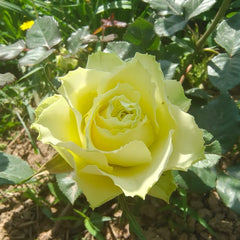 Green Planet Rose