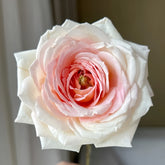 Großherzogin Luise Rose