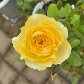 Hiyoko Rose-小黄鸡|Japanese Shrub Rose