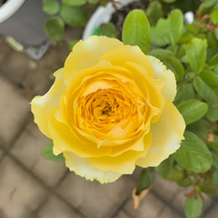 Hiyoko Rose-小黄鸡|Japanese Shrub Rose