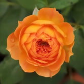 Honey Carame Rose