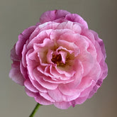 Huddersfield choral society rose