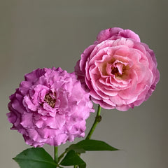 Huddersfield choral society rose