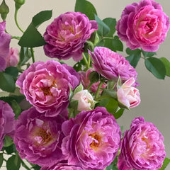 Huddersfield choral society rose