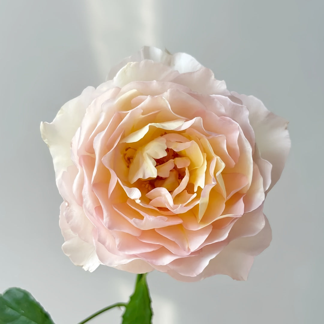 Huichun Rose