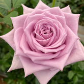 Indigo Rose