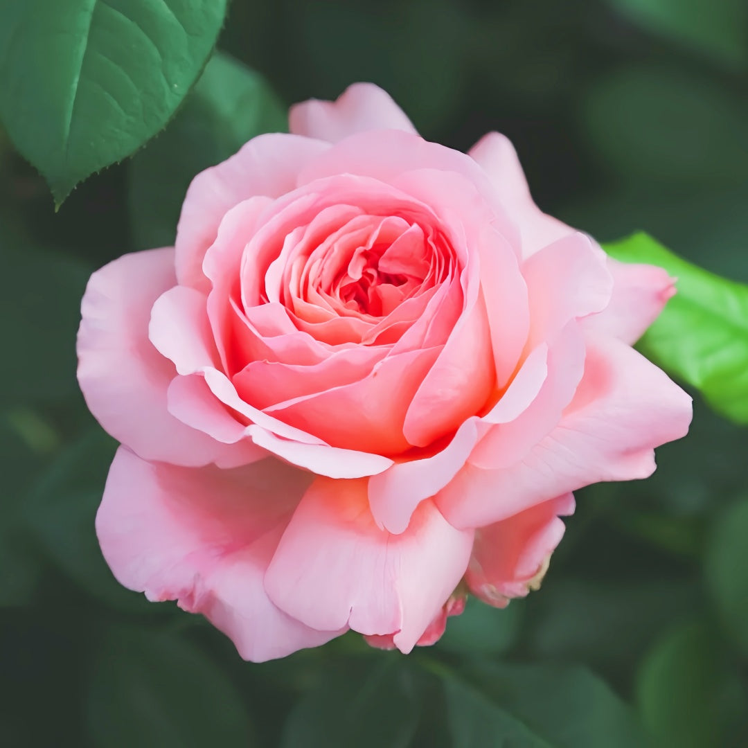 Jean De La Fontaine rose