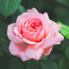 Jean De La Fontaine rose