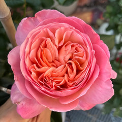 Jean De La Fontaine rose