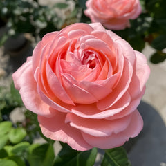 Jean De La Fontaine rose