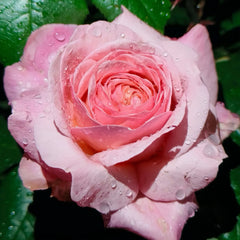 Jean De La Fontaine rose