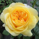 Jeanne d'Arc Rose