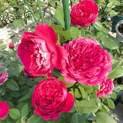 Jinghong Rose