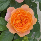 Juicy Terrazza Rose