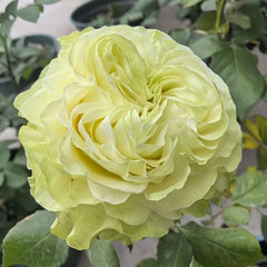 Jutta Rose