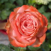 Kahala Rose
