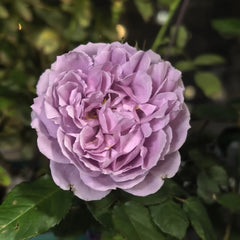 Karen Rose