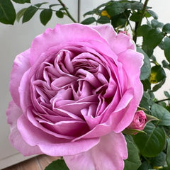 Karen Rose