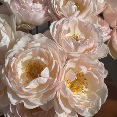 Kashou Rose