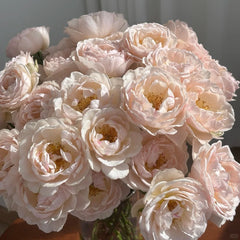 Kashou Rose