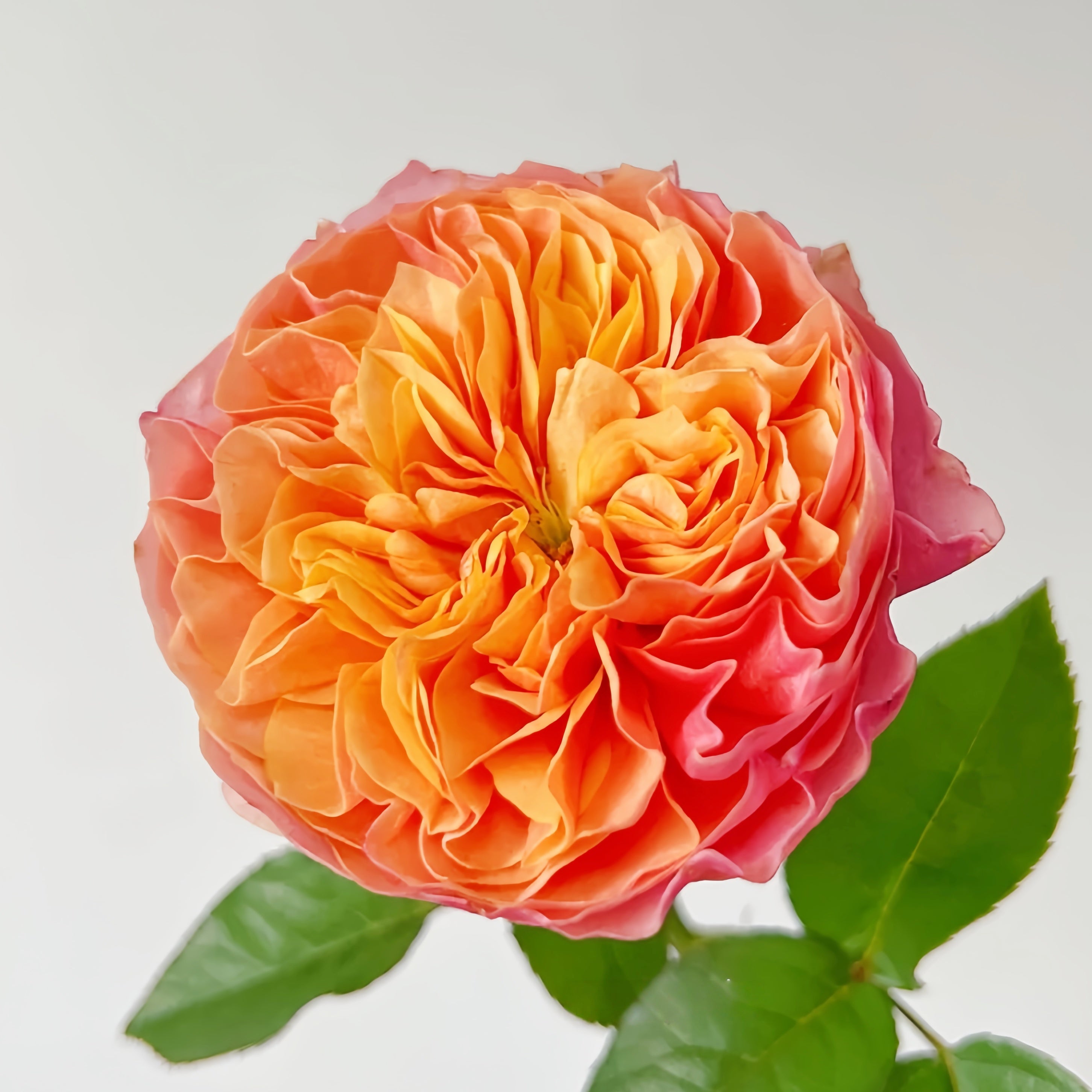 Kensington Garden Rose