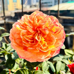 Kensington Garden Rose