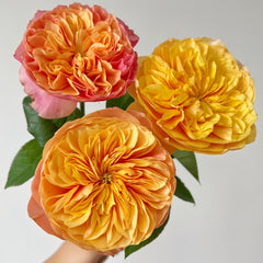 Kensington Garden Rose