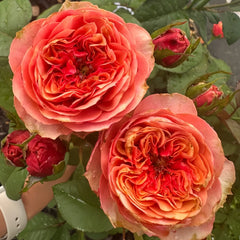 Kensington Garden Rose