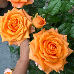 Kings Day Rose