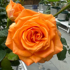 Kings Day Rose