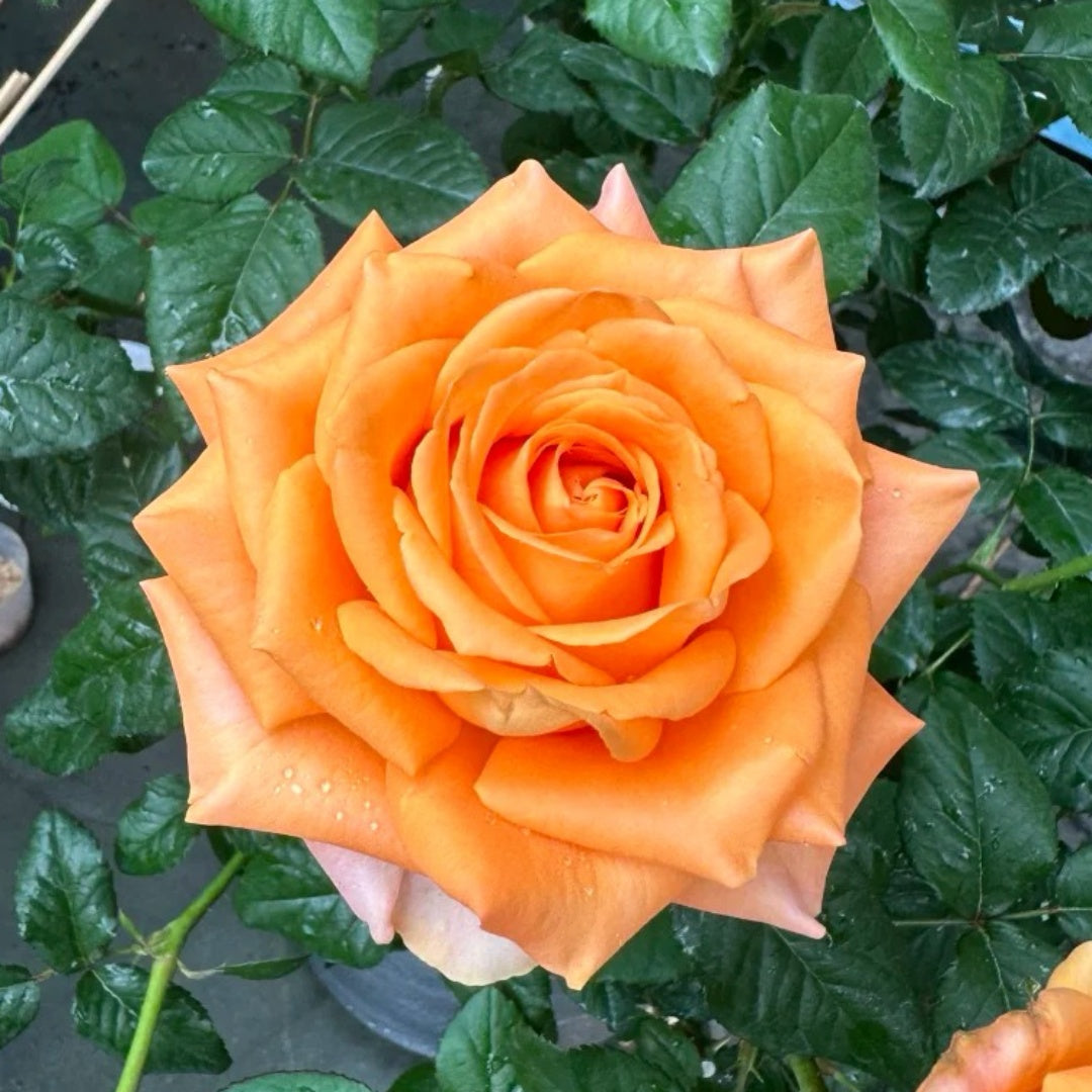 Kings Day Rose