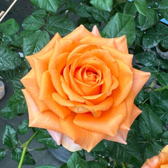 Kings Day Rose