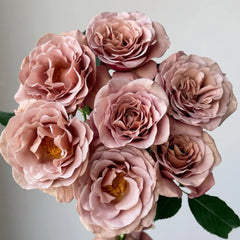 Koko Loco Rose-可可洛可|USA Shrub Rose