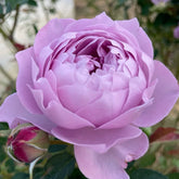 Kong Meng Rose