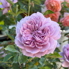 Kong Meng Rose
