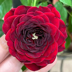 Kurocho Rose