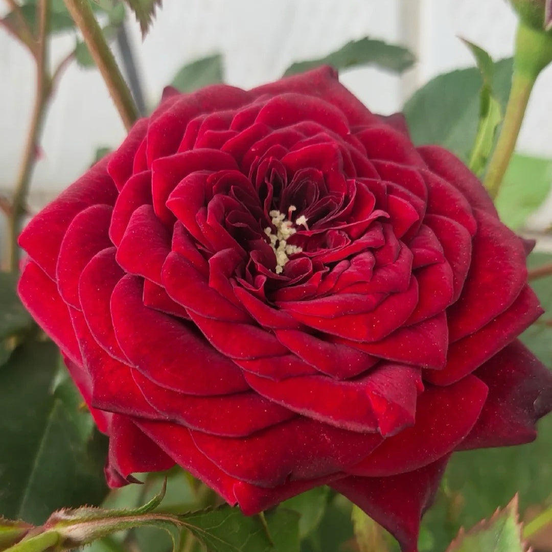 Kurocho Rose