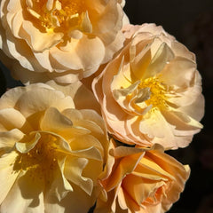 La Belle Peau Rose